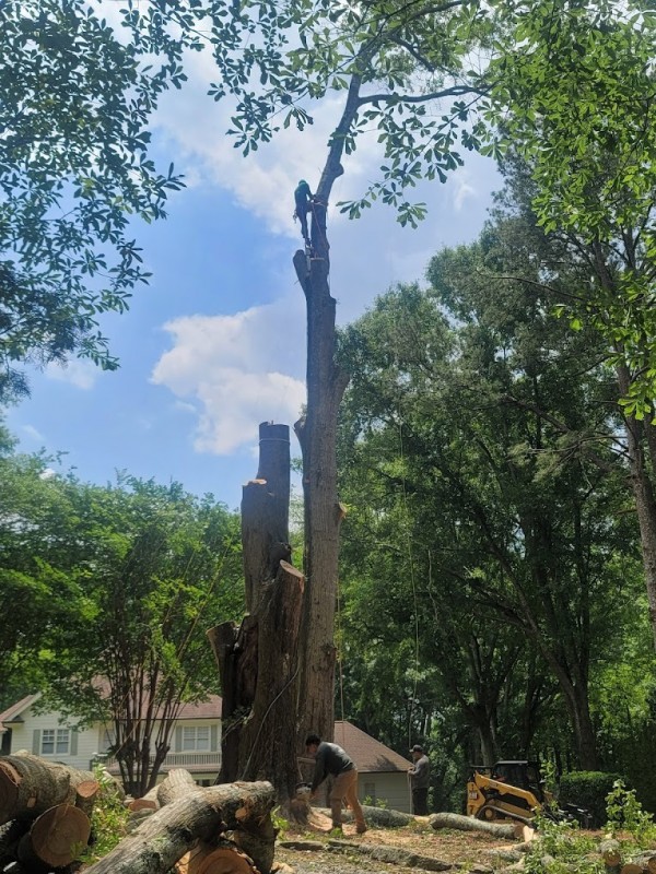 mytreemen picture.jpg