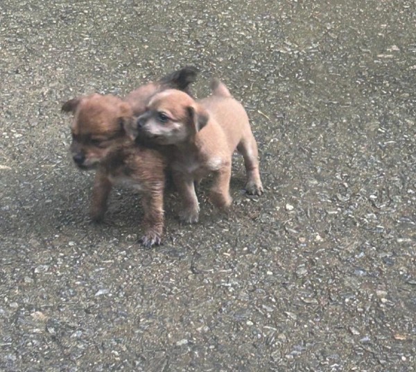 Puppies.jpg