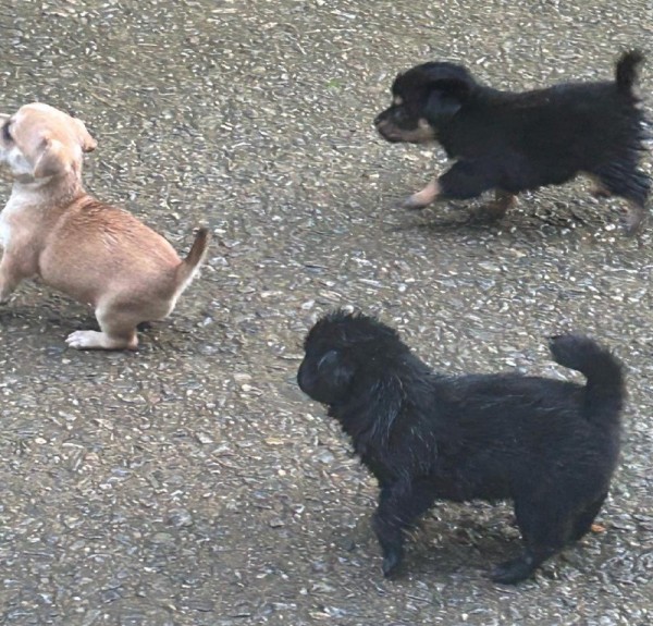 Puppies 2.jpg