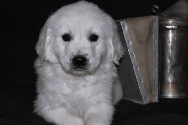 DSC_0051 - 복사본 (2).JPG