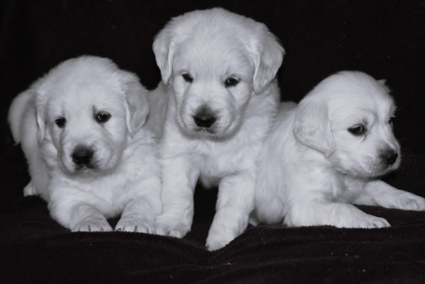 DSC_0093 - 복사본 (2).JPG