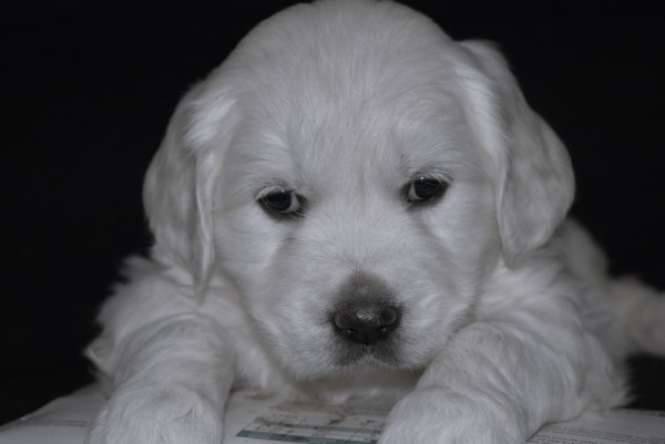 DSC_0051 - 복사본 (3).JPG