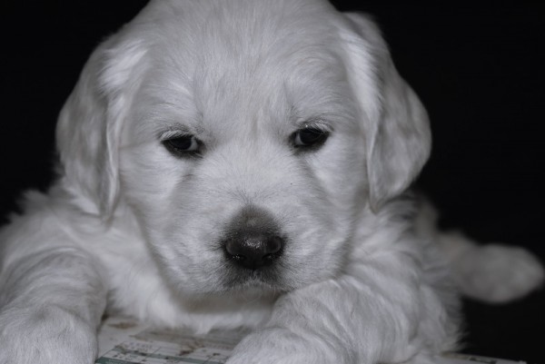 DSC_0052 - 복사본 (4).JPG