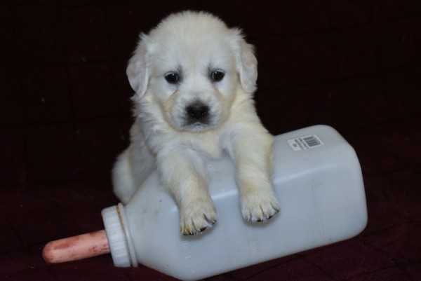 DSC_0016 - 복사본.JPG