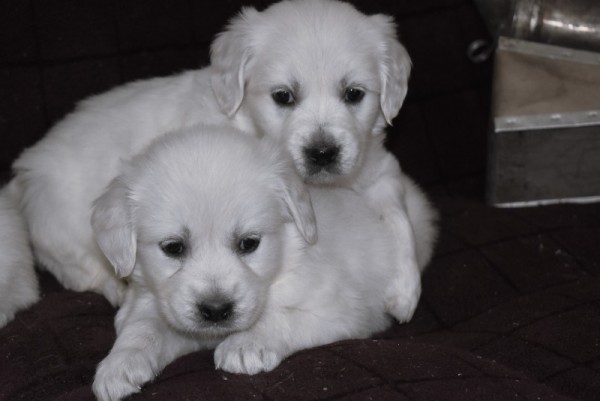 DSC_0044 - 복사본.JPG