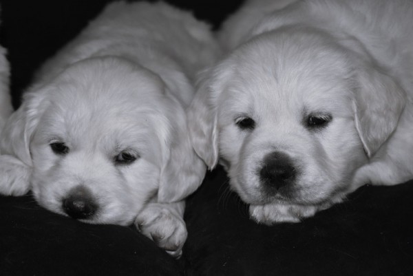 DSC_0060 - 복사본 (2).JPG