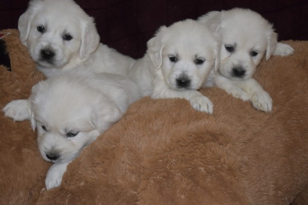 DSC_0038 - 복사본.JPG