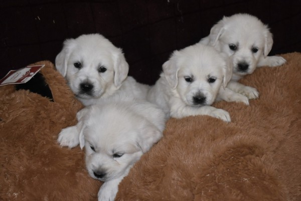 DSC_0039 - 복사본 (2).JPG